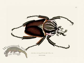 080 Beetl Fork-Headed